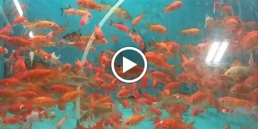 Pet Supply Store «PetSmart», reviews and photos, 31705 Pacific Hwy S, Federal Way, WA 98003, USA