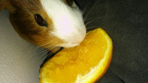 Pet Supply Store «Petco Animal Supplies», reviews and photos, 205 Washington St #11, Hudson, MA 01749, USA