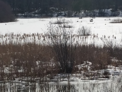 Nature Preserve «The Nature Trail and Cranberry Bog», reviews and photos, 252 Patriot Pl, Foxborough, MA 02035, USA