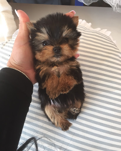 Pet Supply Store «Woof Woof Puppies & Boutique», reviews and photos, 29555 Northwestern Hwy, Southfield, MI 48034, USA