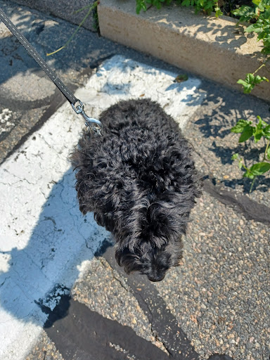 Pet Supply Store «Petco Animal Supplies», reviews and photos, 163 Highland Ave, Needham, MA 02494, USA