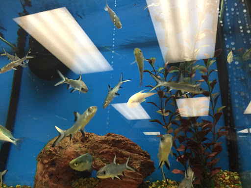 Pet Supply Store «Petco», reviews and photos, 590 E Waterfront Dr, Homestead, PA 15120, USA