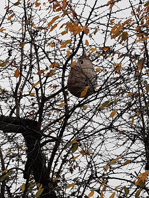 Morvan Guêpes // Guêpes Frelons Abeilles