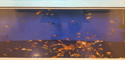 Pet Supply Store «Petco Animal Supplies», reviews and photos, 2041 U.S. 287 Frontage Rd #601, Mansfield, TX 76063, USA