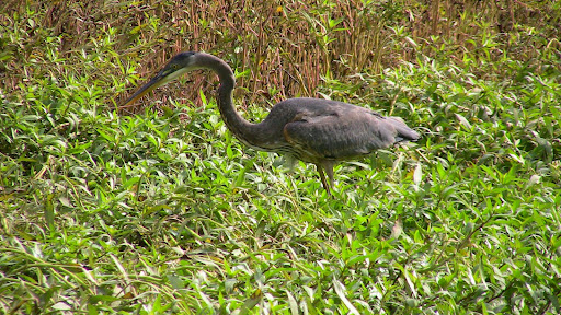 Canoe & Kayak Rental Service «Watertreks Eco-Tours Jenner Kayaks», reviews and photos, 10438 CA-1, Jenner, CA 95450, USA