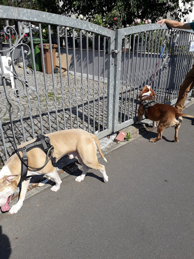 Crisan-Klein Liana Dr.med.vet. Rum. unter Kassel, 