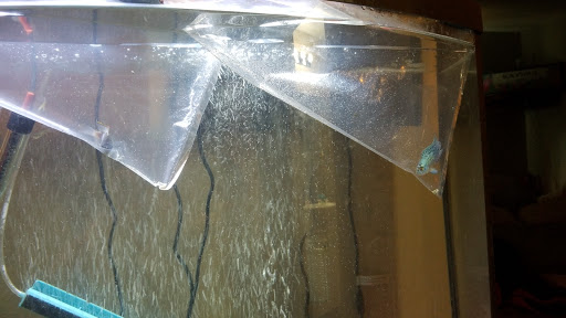 Pet Supply Store «The Fish Bowl», reviews and photos, 4000 S Dupont Hwy # 101, Dover, DE 19901, USA