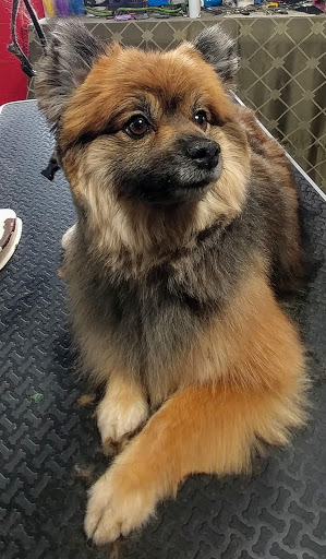 Pet Groomer «Precious Paws Pet Grooming», reviews and photos, 1807 Franklin St, Michigan City, IN 46360, USA