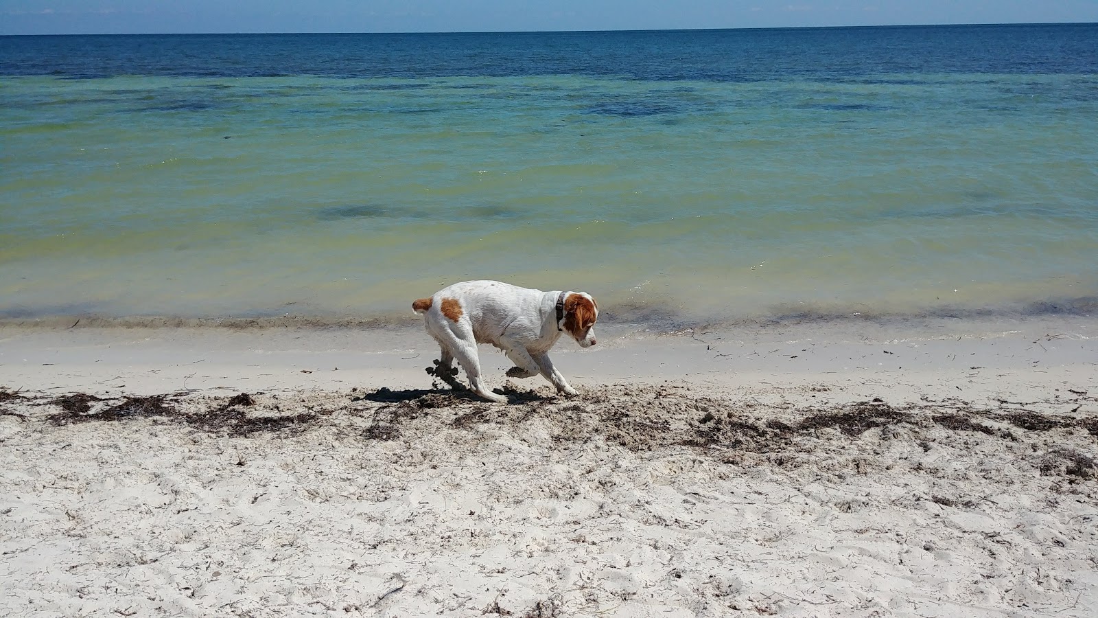 Cocoa Plum beach的照片 - 受到放松专家欢迎的热门地点