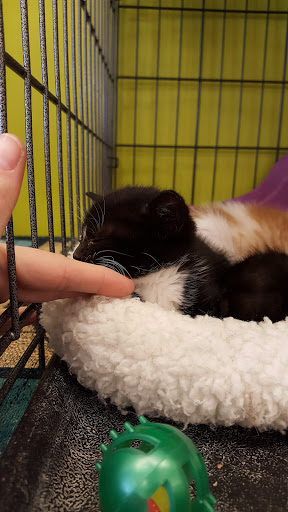 Pet Supply Store «Unleashed by Petco», reviews and photos, 1572 Foothill Blvd, La Verne, CA 91750, USA