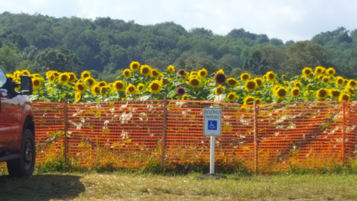 Tourist Attraction «Sussex County Sunflower Maze», reviews and photos, 101 Co Rd 645, Sandyston, NJ 07826, USA