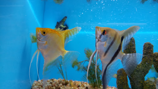 Pet Supply Store «Pet Supermarket», reviews and photos, 5805 State Bridge Rd, Duluth, GA 30097, USA