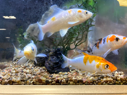 Pet Supply Store «PetSmart», reviews and photos, 6501 Baltimore National Pike, Catonsville, MD 21228, USA