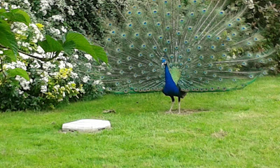gite chambre des canards à Javené