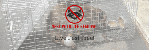 Nest Wildlife Removal