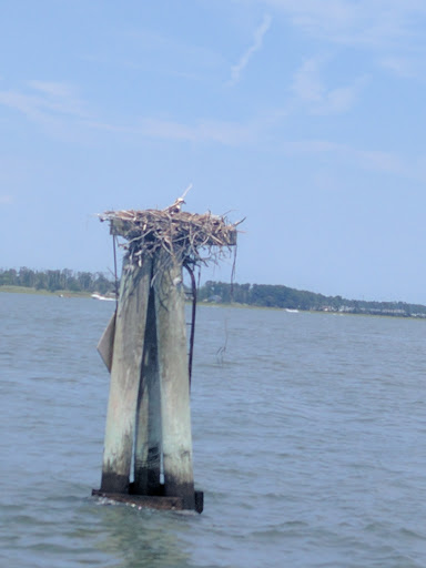 National Park «Assateague Island National Seashore», reviews and photos, 7206 National Seashore Ln, Berlin, MD 21811, USA