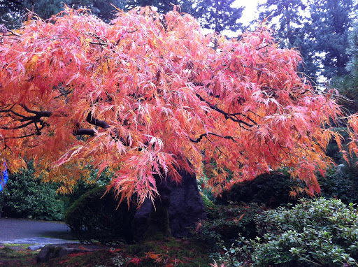 Garden «Portland Japanese Garden», reviews and photos, 611 SW Kingston Ave, Portland, OR 97205, USA