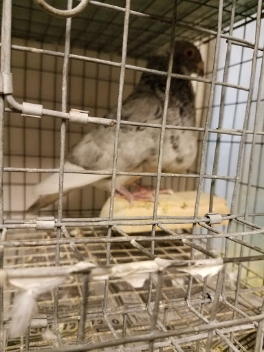 Pet Store «El Palomar Pet Shop Inc», reviews and photos, 4712 W Flagler St, Coral Gables, FL 33134, USA