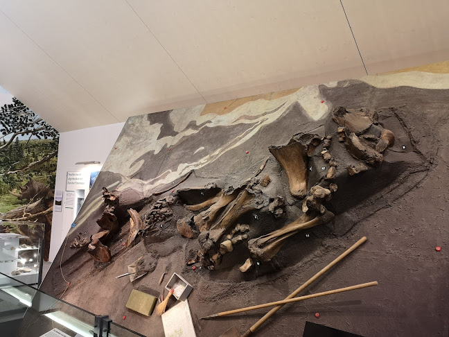 Mammutmuseum - Museum