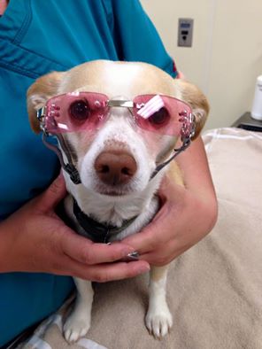 Jean A. Fromm, DVM P.C.