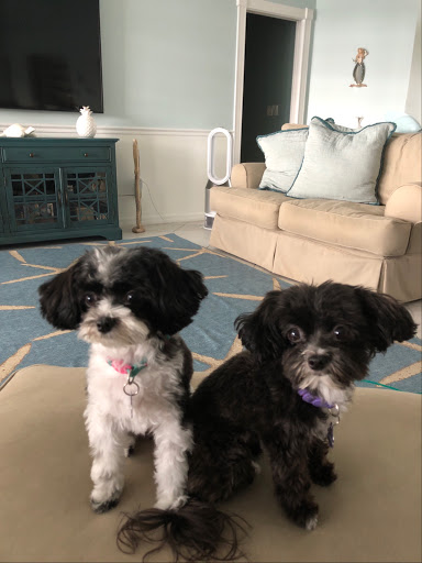 Pet Store «DipidyDawg Gourmet Dog Bakery & Boutique», reviews and photos, 21301 S Tamiami Trail Suite 430, Estero, FL 33928, USA