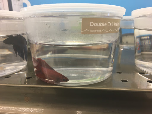 Pet Supply Store «Petco Animal Supplies», reviews and photos, 2895 Gulf Fwy S, League City, TX 77573, USA