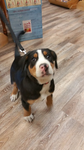 Pet Supply Store «Healthy Pet Supply», reviews and photos, 25797 Conifer Rd, Conifer, CO 80433, USA