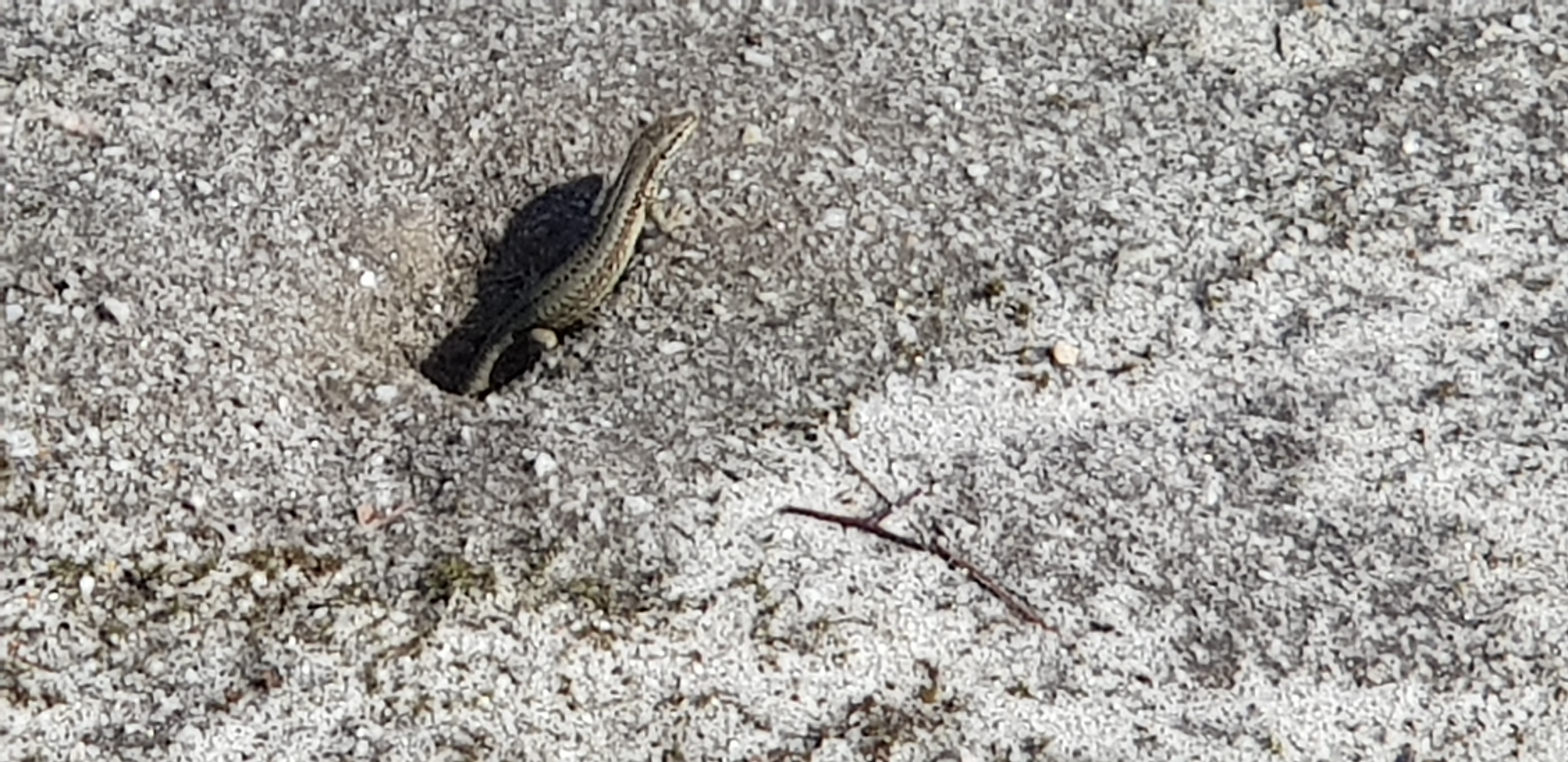 Photo n° 1 de l'avis de Frédéric.O fait le 18/08/2019 à 14:41
