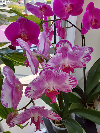 Florist «Market Garden Floral Co», reviews and photos, 1418 N Semoran Blvd #130, Orlando, FL 32807, USA