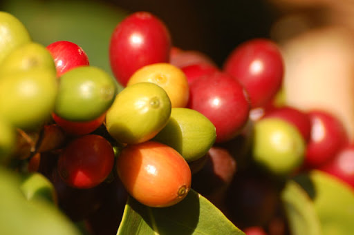 Coffee Shop «Dilworth Coffee at Plantation Market», reviews and photos, 3016 Weddington Rd #600, Matthews, NC 28105, USA