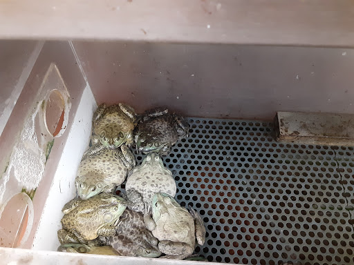 Asian Grocery Store «Vinh Phat Market», reviews and photos, 6105 Stockton Blvd, Sacramento, CA 95824, USA