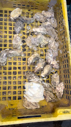 Photo n°46 de La Cabane Du Paliquey à La Teste-de-Buch ()