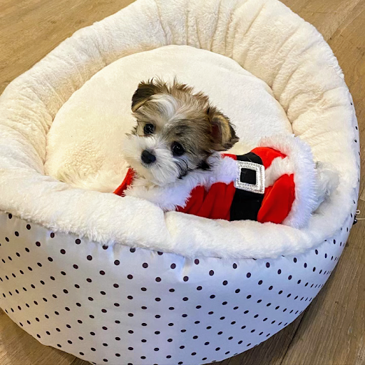 Pet Supply Store «Woof Woof Puppies & Boutique», reviews and photos, 29555 Northwestern Hwy, Southfield, MI 48034, USA