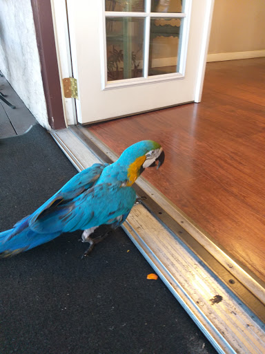 Used Car Dealer «Euro Auto Sales», reviews and photos, 3368 El Camino Real, Santa Clara, CA 95051, USA