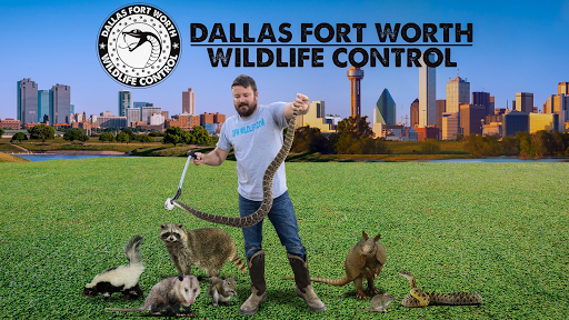 Dallas Fort Worth Wildlife Control