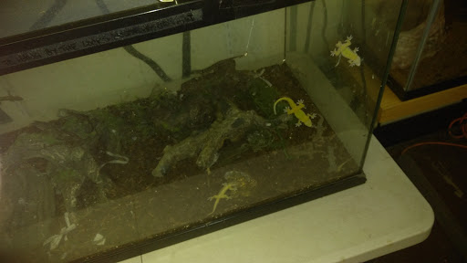 Reptile Store «An Exotic Reptile Pet Shop», reviews and photos, 3115 N 1st Ave, Tucson, AZ 85719, USA