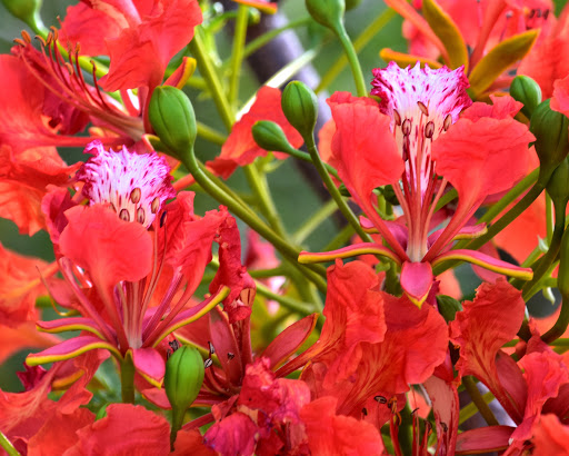 Park «Tree Tops Park», reviews and photos, 3900 SW 100th Ave, Davie, FL 33328, USA