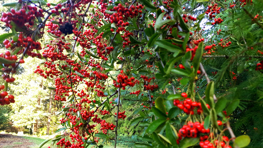 Park «Orchard Park», reviews and photos, 20900 NW Amberwood Dr, Hillsboro, OR 97124, USA