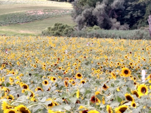 Tourist Attraction «Sunflower Maze», reviews and photos, South St, Middlefield, CT 06455, USA
