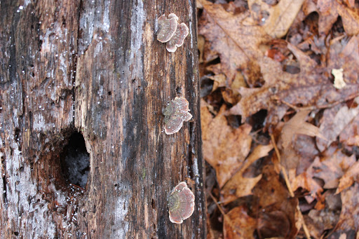 Nature Preserve «Eidolon Nature Preserve», reviews and photos, 2146 Orleans Rd, Great Cacapon, WV 25422, USA