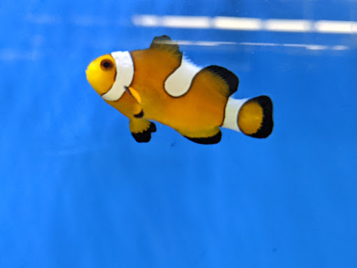 Pet Supply Store «Petco Animal Supplies», reviews and photos, 298 Spring Creek Drive, Franklin, TN 37067, USA