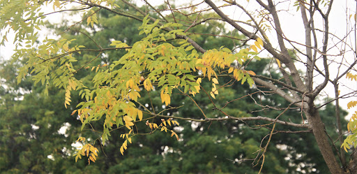 Park «Cedar Creek Park», reviews and photos, 3340 Merrick Rd, Seaford, NY 11783, USA