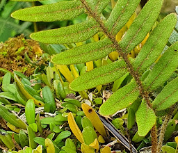 Reserva Ecológica y Orquideario Moxviquil photo