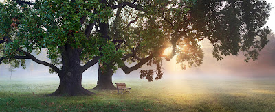 Alfred Delsinne - Hypnose, PNL, EMDR - Libération quantique et thérapies chamaniques. à Bordeaux