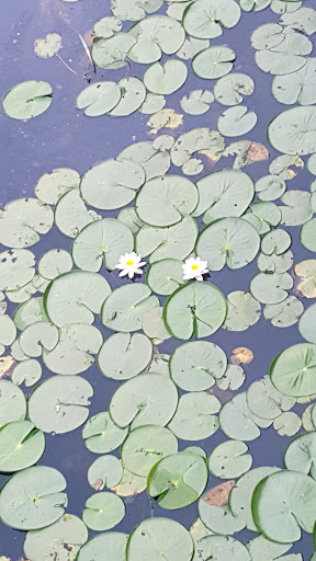 Park «Pond Meadow Park», reviews and photos, 470 Liberty St, Braintree, MA 02184, USA