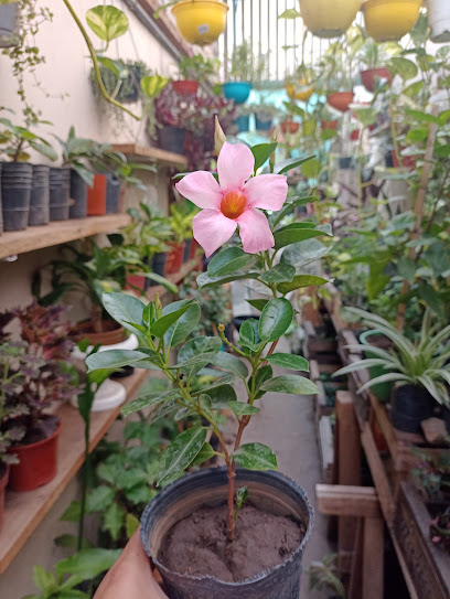 Las planta de la abuela Mari