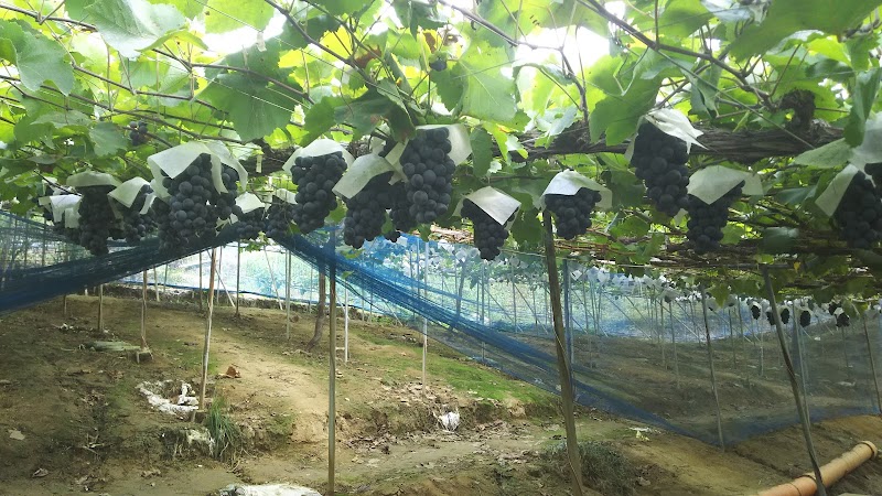 かねとも葡萄農園 ぶどう狩り園 農園番号 大阪府柏原市雁多尾畑 果樹園 グルコミ