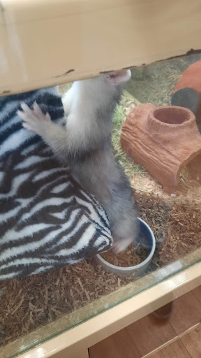 Pet Supply Store «Pet Supermarket», reviews and photos, 1800 W 68th St #140, Hialeah, FL 33014, USA