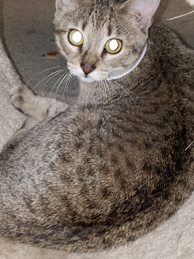 Thrift Store «West Plains Regional Animal Shelter», reviews and photos, 1438 State Rte BB, West Plains, MO 65775, USA