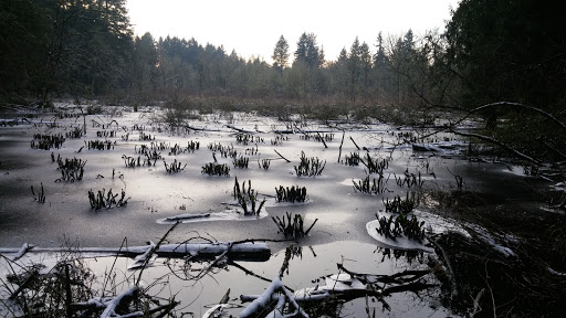 Park «Tualatin Hills Nature Park», reviews and photos, 15655 SW Millikan Way, Beaverton, OR 97006, USA